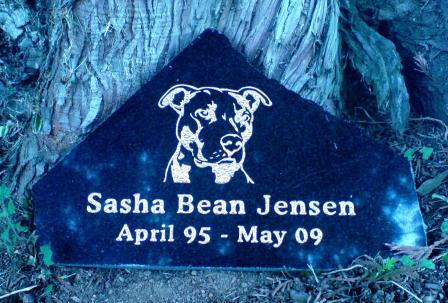Sasha Bean the pit bull