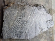 fake-fern-fossil