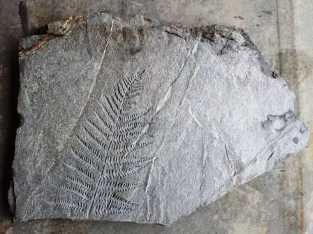 fake-fern-fossil