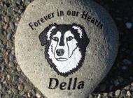 Border collie "Della" forever in our hearts