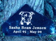Sasha Bean the pit bull