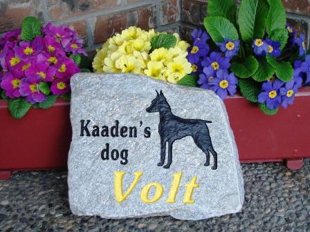 Kaaden's dog Volt