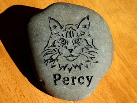 Percy the cat