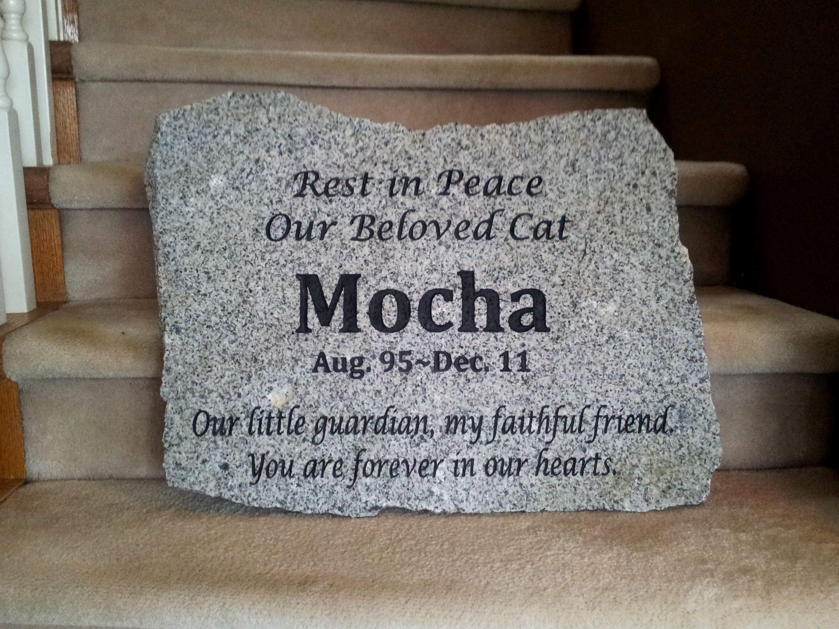 Our beloved cat - Mocha